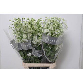 Freshy Delphinium Ridderspoor Elatum “Centurion White” | Kleur: Wit | Lengte ± 110 centimeter | Per 10 stelen verse bloemen