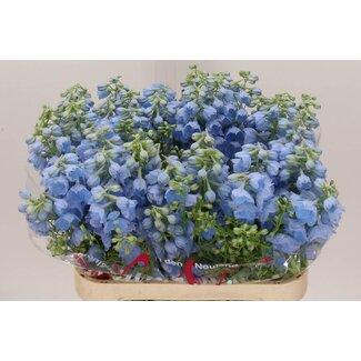 Freshy Delphinium Larkspur Single-flowered “Ballkleid” | Colour: Blue | Length ± 80 centimetre | Per 10 stems fresh flowers