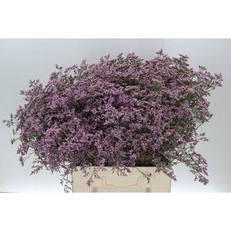 Freshy Limonium Safora “Oshi Pink” | Kleur: Paars | Lengte ± 70 centimeter | Per 25 stelen verse bloemen