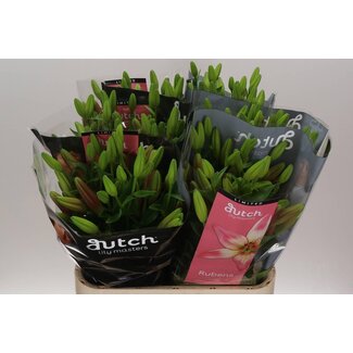 Freshy Lys Longiflorum x Lys asiatique Aqua “Rubens” | Couleur: Rose | Longueur ± 90 centimeter | Par 10 tiges fleurs fraîches