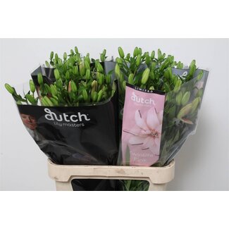 Freshy Lelie Longiflorum x Aziatische Lelie Aqua “Twinlife Pink” | Kleur: Roze | Lengte ± 90 centimeter | Per 10 stelen verse bloemen