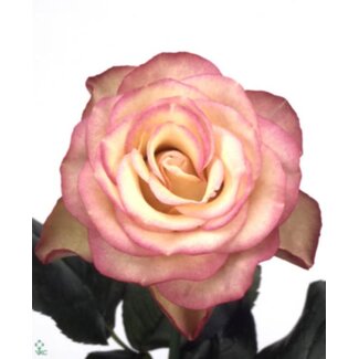 Freshy Roses “Carousel” | Couleur: Rose | Longueur ± 40 centimètre | Par 25 roses