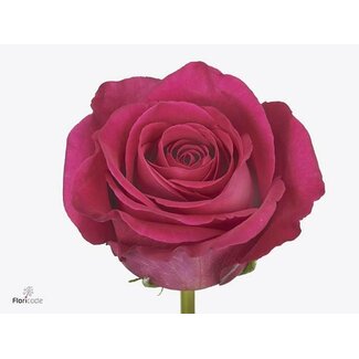 Freshy Rozen “Pink Floyd” | Kleur: Roze | Lengte ± 70 centimeter | Per 25 rozen