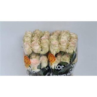 Freshy Roses “Priority” | Colour: Pink | Length ± 60 centimeter | Per 25 roses