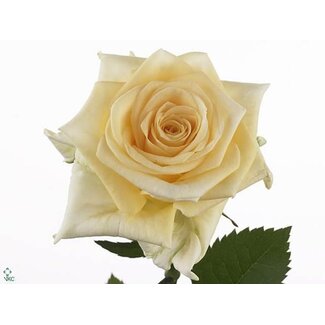 Freshy Rozen “Creme De La Creme” | Kleur: Oranje | Lengte ± 60 centimeter | Per 25 rozen