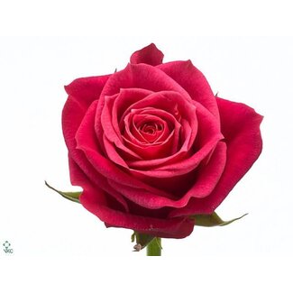 Freshy Roses “Cherry-O” | Couleur: Rose | Longueur ± 50 centimètres | Par 25 roses