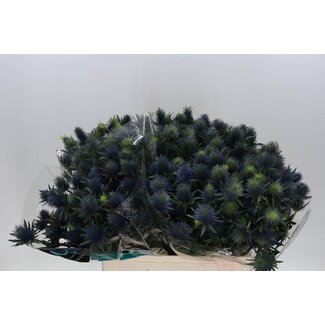Freshy Eryngium Kruisdistel “Supernova Questar” | Kleur: Paars | Lengte ± 60 centimeter | Per 10 stelen verse bloemen