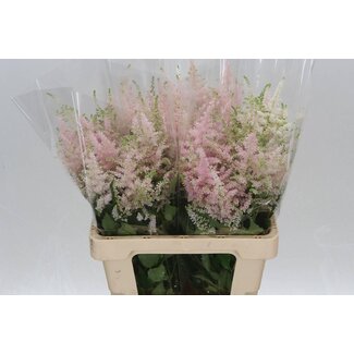 Freshy Astilbe Japonica “Europa” | Farbe: Rosa | Länge ± 60 centimeter | Pro 10 Stiele frische Blumen