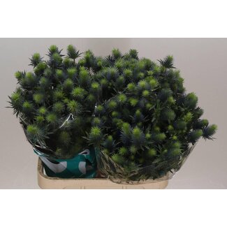 Freshy Eryngium Chardon “Supernova Questar” | Couleur: Violet | Longueur ± 80 centimeter | Par 10 tiges fleurs fraîches