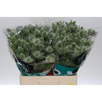 Freshy Eryngium Cross Thistle “Gemini Questar” | Colour: Grey | Length ± 60 centimetre | Per 10 stems fresh flowers