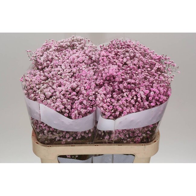 Gypsophila Gypsophile “Rose Clair” Coloré | Couleur: Rose | Longueur ± 75 centimeter | Par 25 tiges de fleurs fraîches