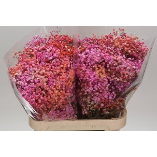 Freshy Gypsophila Baby's breath “Disco Malibu” Colour-treated | Colour: Mixed Colours | Length ± 80 centimetre | Per 25 stems fresh flowers
