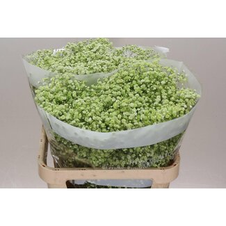 Freshy Gypsophila Schleierkraut “Apple Green” Farbbehandelt | Farbe: Grün | Länge ± 75 centimeter | Pro 25 Stiele frische Blumen