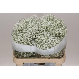 Freshy Gypsophila Paniculata Gipskruid “Xlence” | Kleur: Wit | Lengte ± 75 centimeter | Herkomst Ecuador | Per 25 stelen verse bloemen
