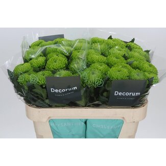 Freshy Deko Chrysantheme Chrysantheme “Alemani” | Farbe: Grün | Länge ± 70 centimeter | Pro 10 frische Blumen