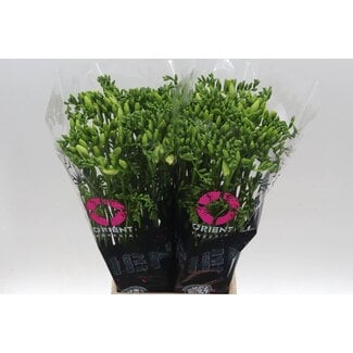 Freshy Freesia enkel Ambiance