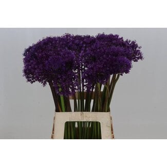 Freshy Biologique Allium Aflatunense “Purple Sensation” Ail ornemental | Couleur: Violet | Longueur ± 65 centimeter | Par 20 tiges de fleurs fraîches