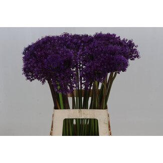Freshy Organic Allium Aflatunense “Purple Sensation” ornamental onion | Colour: Purple | Length ± 65 centimeter | Per 20 stems fresh flowers