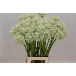 Freshy Biologique Allium ornemental “Mount Everest” | Couleur: Blanc | Longueur ± 80 centimeter | Par 10 tiges de fleurs fraîches