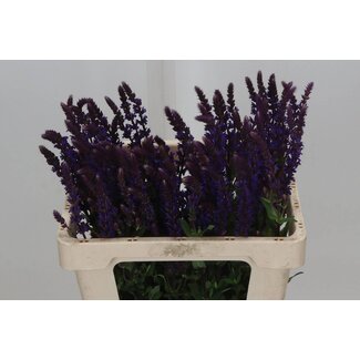 Freshy Biologische Salvia Nemorosa “Caradonna” Salie | Kleur: Blauw | Lengte ± 55 centimeter | Per 10 verse stelen