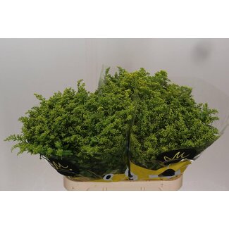 Freshy Solidago Guldenroede “Carzan Glory” | Couleur: Jaune | Longueur ± 80 centimeter | Par 25 tiges de fleurs fraîches