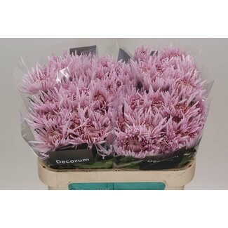 Freshy Deco Chrysanthemum Chrysanthemum “Cipria” | Colour: Purple | Length ± 70 centimeter | Per 10 fresh flowers