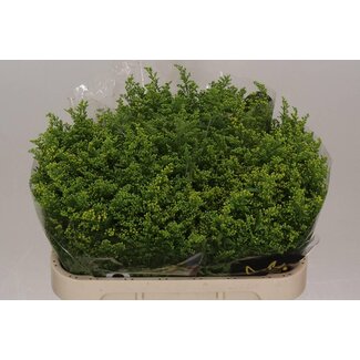 Freshy Solidago Guldenroede “Carzan Glory” | Kleur: Geel | Lengte ± 70 centimeter | Per 25 stelen verse bloemen