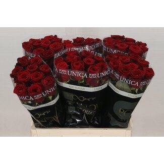 Freshy Rosen “Red Naomi Unica” | Farbe: Rot | Länge ± 60 centimeter | Pro 20 Rosen