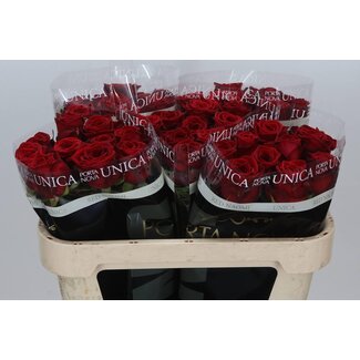 Freshy Roses “Red Naomi Unica” | Couleur: Rouge | Longueur ± 70 centimeter | Par 20 roses