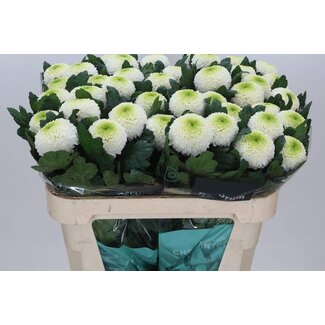 Freshy Deco Chrysanthemum Chrysant “Pompon White” | Kleur: Gemengde Kleuren | Lengte ± 70 centimeter | Per 10 verse bloemen
