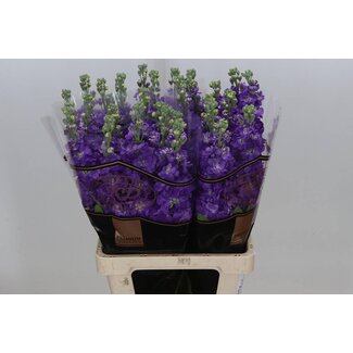 Freshy Wallflower “Mathilda Blue” Exclusive | Colour: Purple | Length ± 70 centimeter | Per 10 fresh flowers