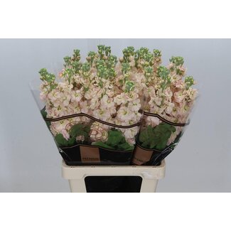 Freshy Wallflower “Milla Salmon” Exclusive | Colour: Pink | Length ± 70 centimetre | Per 10 fresh flowers