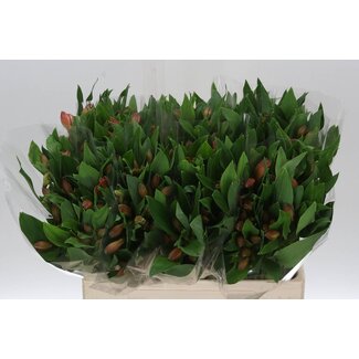 Freshy Short Alstroemeria “Vixen” | Colour: Orange | Length ± 60 centimetre | Per 20 stems fresh flowers