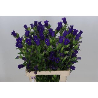 Freshy Biologique Campanula Campanule “Champion Blue” | Couleur: Violet | Longueur ± 70 centimeter | Par 10 fleurs fraîches