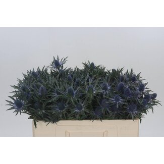 Freshy Eryngium Kreuzdistel “Orion Qstar” | Farbe: Violett | Länge ± 50 centimeter | Pro 10 Stiele frische Blumen