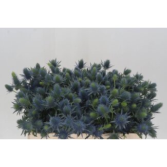 Freshy Eryngium chardon croisé “Supernova Qstar” | Couleur: Violet | Longueur ± 50 centimeter | Par 10 tiges de fleurs fraîches