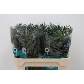 Freshy Eryngium Kruisdistel “Orion Qstar” | Kleur: Paars | Lengte ± 70 centimeter | Per 10 stelen verse bloemen