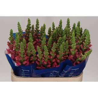 Freshy Antirrhinum Snapdragon “Antibes Rose” | Colour: Pink | Length ± 75 centimetre | Per 10 fresh flowers