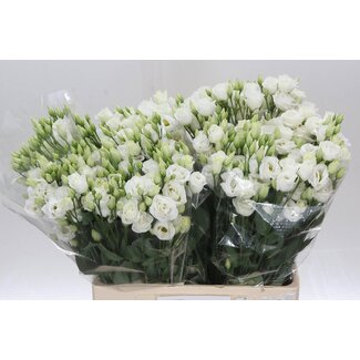 Freshy Eustoma Lisianthus Gevuld “Rosi White” | Couleur: Blanc | Longueur ± 65 centimeter | Par 20 tiges de fleurs fraîches