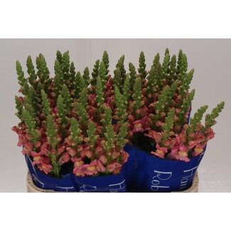 Freshy Antirrhinum snapdragon “Antibes Pink” | Colour: Pink | Length ± 75 centimetre | Per 10 fresh flowers