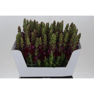 Freshy Antirrhinum snapdragon “Poto Red” | Colour: Purple | Length ± 70 centimeter | Per 10 fresh flowers