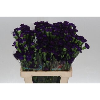Freshy Spray carnation “Moonvelvet” | Colour: Purple | Length ± 60 centimeter | Per 20 fresh flowers