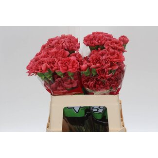 Freshy Short Carnation “Majolica” | Colour: Red | Length ± 55 centimetre | Per 20 fresh flowers