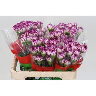 Freshy Korte Anjer “Kino” | Kleur: Wit Paars | Lengte ± 55 centimeter | Per 20 verse bloemen