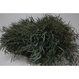 Freshy Eucalyptus Nicholii | Farbe: Grün | Länge ± 70 centimeter | 300 gram pro Bund | Pro 5 Bunde