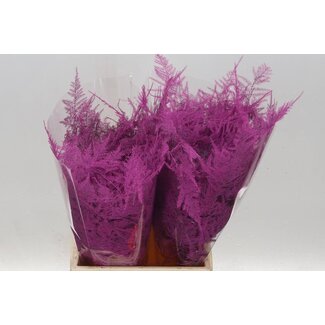 Freshy Kurzer Asparagus “Cerise” | Farbe: kirschfarben | Länge ± 45 centimeter | Pro 50 Stielen frische Blätter