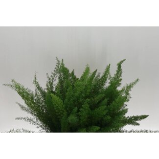 Freshy Asparagus Densiflorus “Meyers” | Colour: Green | Length ± 50 centimeter | Per 50 stems fresh leaves