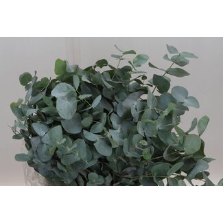 Freshy Korte Eucalyptus Cinerea | Kleur: Groen | Lengte ± 50 centimeter | Gewicht 150 gram | Per 5 bossen