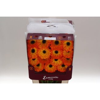 Freshy Großblütige Gerbera Aqua “Catwalk” | Farbe: Orange | Länge ± 45 centimeter | Pro 15 frische Blumen