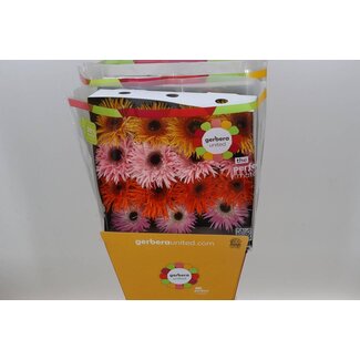 Freshy Large-flowered Gerbera Aqua “Spider Mix” | Colour: Mixed Colours | Length ± 50 centimeter | Per 15 fresh flowers